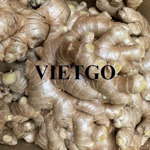 Thương vụ xuất khẩu gừng sang thị trường Hồng Kông