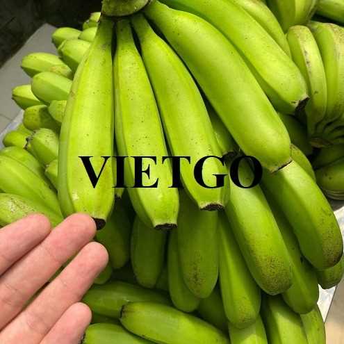 Thương vụ xuất khẩu chuối xanh cavendish sang thị trường Trung Quốc