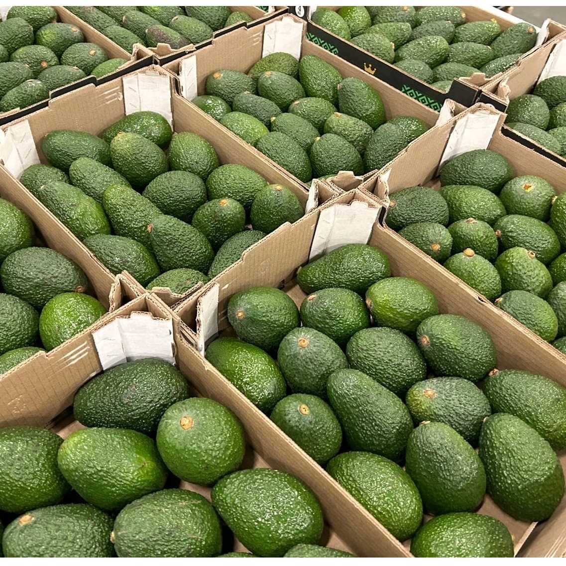 I am looking for Avocado