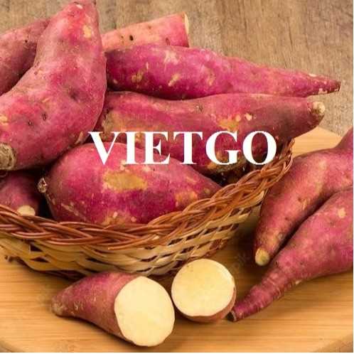 Cơ hội xuất khẩu khoai lang sang thị trường Bỉ