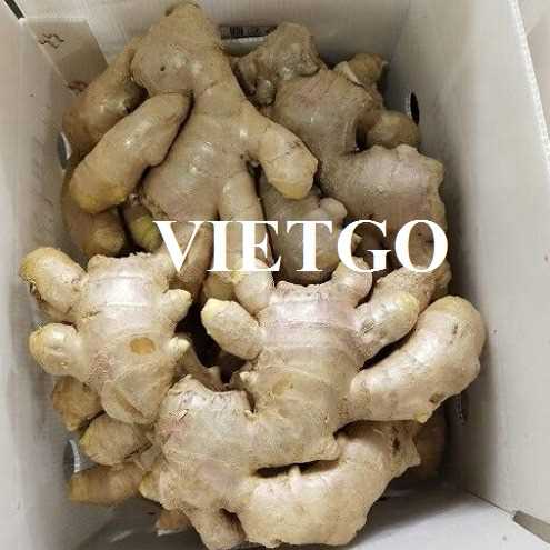 (Gấp)Thương vụ hợp tác xuất khẩu gừng sang thị trường Litva