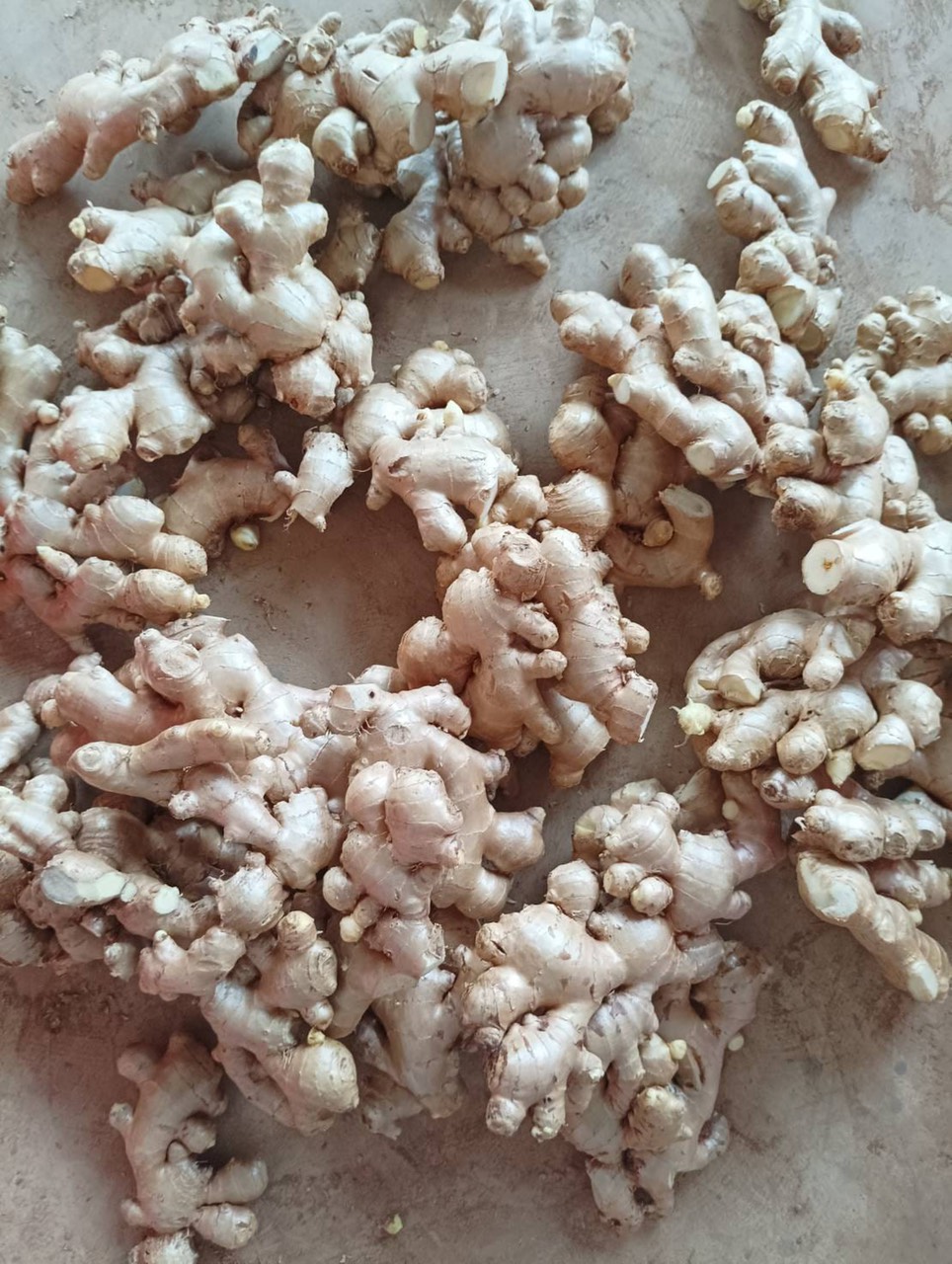 Cần tìm cước biển mặt hàng gừng đi Litva