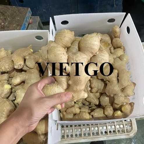 Thương vụ xuất khẩu sản phẩm gừng tươi đến thị trường Bangladesh