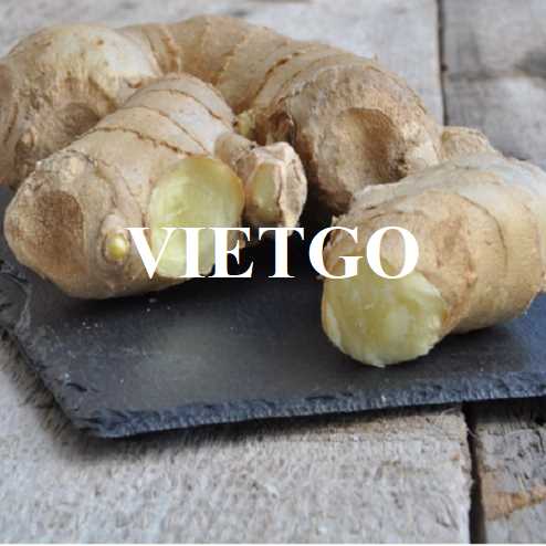 Cơ hội hợp tác xuất khẩu gừng tươi đầy hấp dẫn sang thị trường Tây Ban Nha 