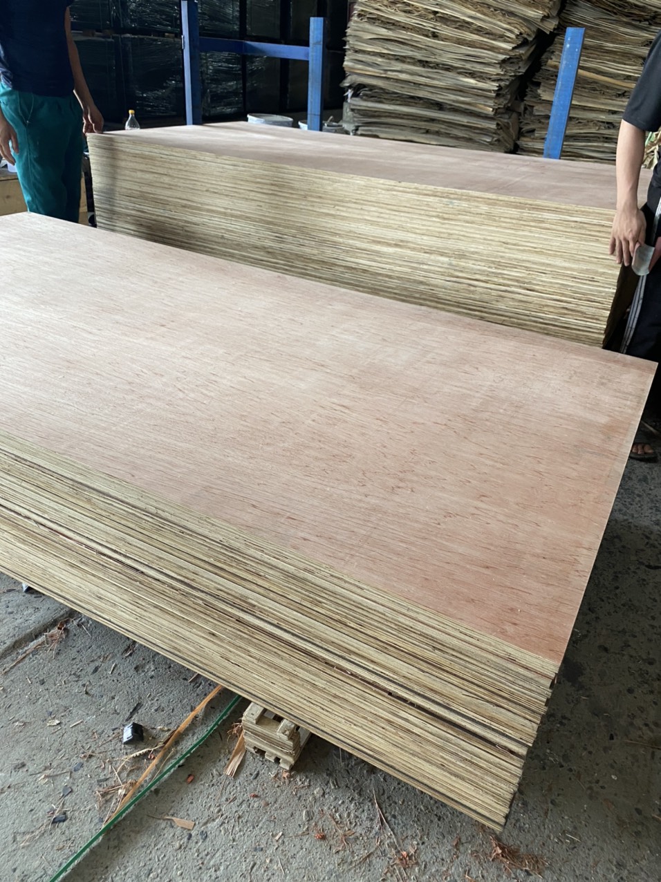  Cần tìm nhà vận tải biển sản phẩm Plywood sang Hoa Kỳ