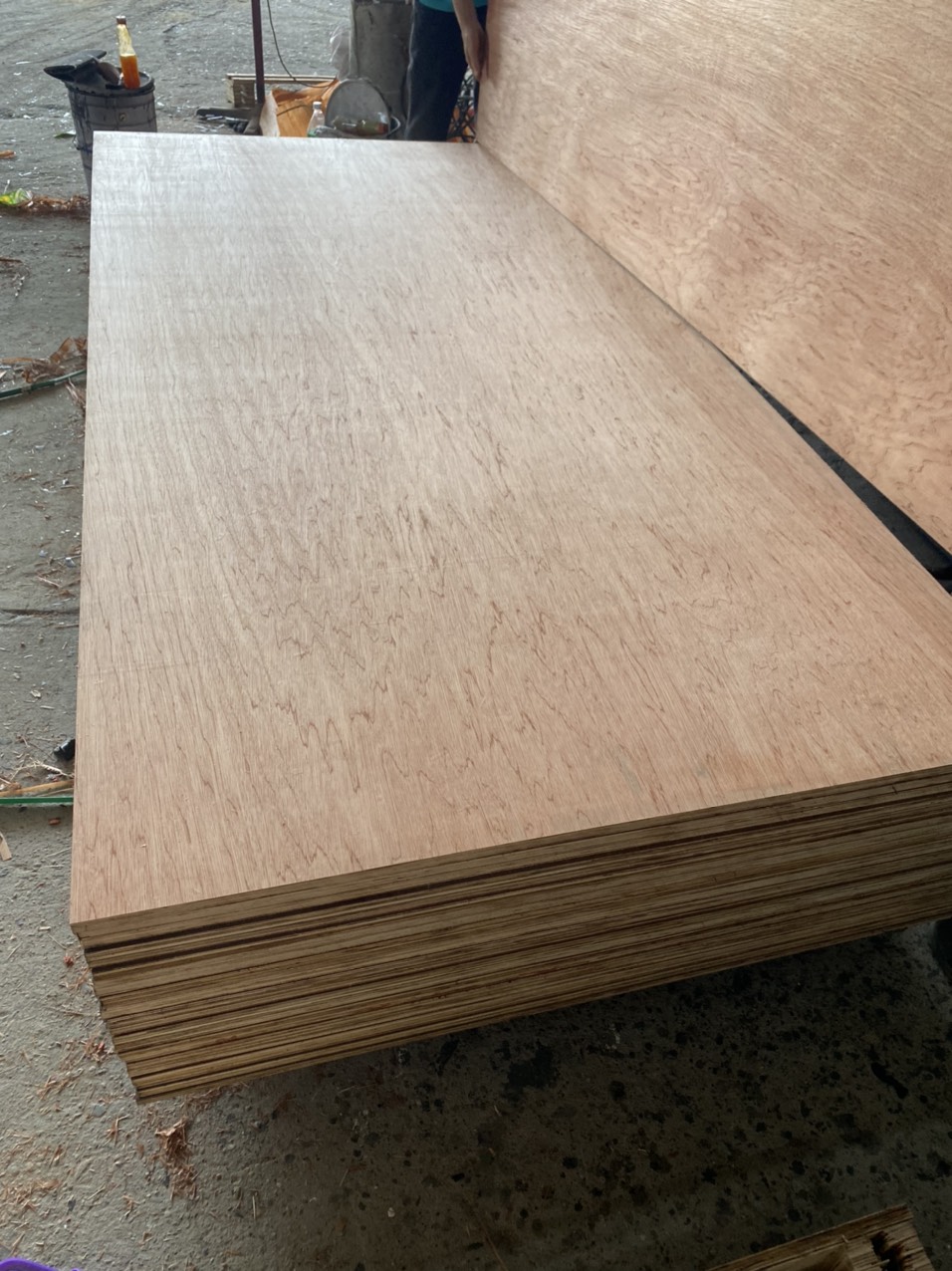 Cần tìm nhà vận tải biển sản phẩm Plywood sang Ấn Độ
