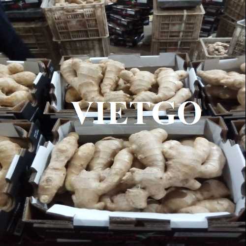(Gấp) Cơ hội xuất khẩu gừng đến thị trường Bangladesh