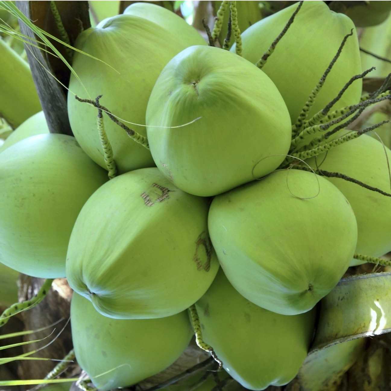 I need bulk coconut at Surat or Mumbai city 