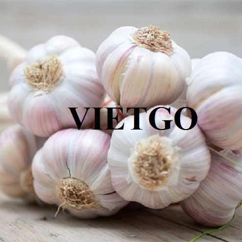 Cơ hội hợp tác xuất khẩu tỏi đến thị trường Ấn Độ