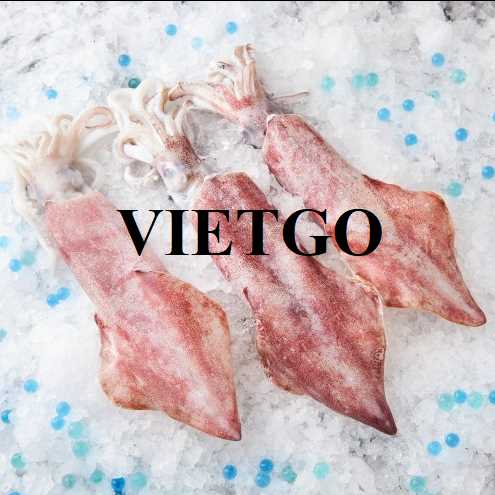 Cơ hội xuất khẩu mực sang thị trường Hà Lan