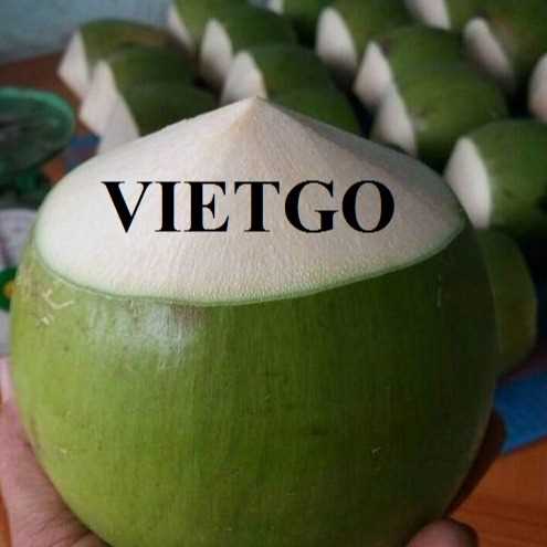 Cơ hội xuất khẩu dừa tươi đến thị trường Mỹ