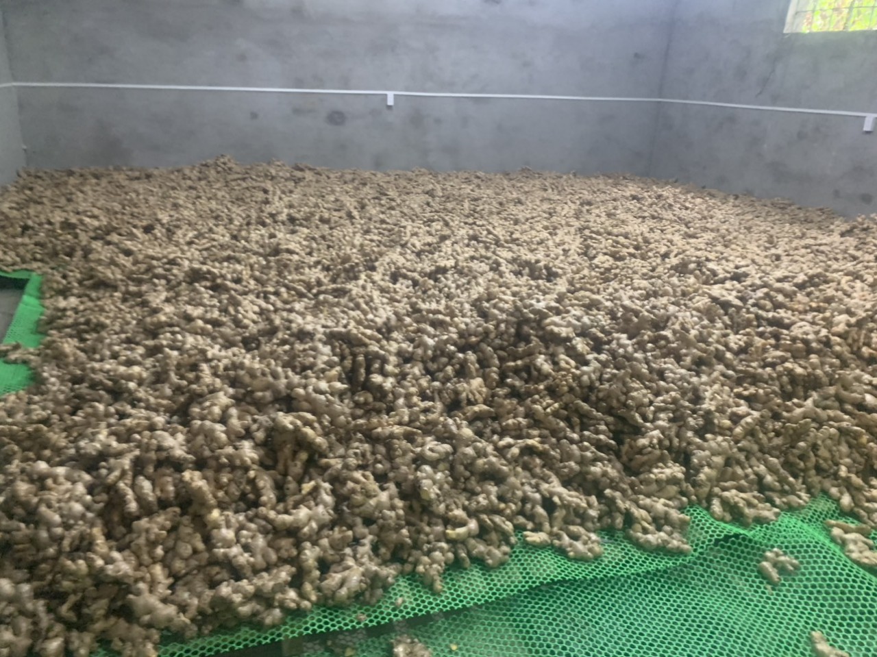 Tìm vận tải chuyên tuyến Litva sản phẩm gừng
