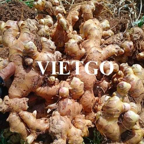 Thương vụ xuất khẩu gừng tươi đến thị trường Bangladesh
