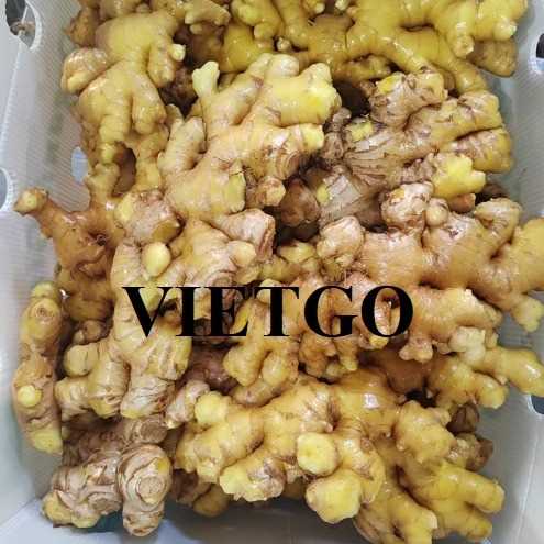 Cơ hội giao thương xuất khẩu gừng đến từ vị doanh nhân người Trung Quốc