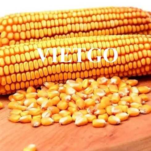 Thương vụ xuất khẩu ngô vàng đến thị trường Sri Lanka