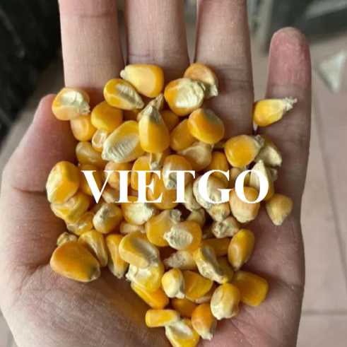 Cơ hội hợp tác xuất khẩu ngô vàng đến thị trường Indonesia