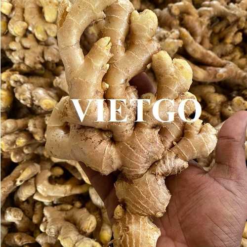 Thương vụ hợp tác xuất khẩu gừng tươi đến thị trường UAE 