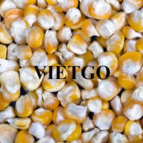 Thương vụ hợp tác xuất khẩu ngô vàng sang thị trường Philippines