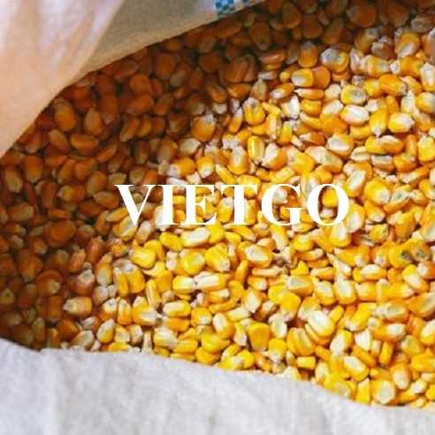 Thương vụ xuất khẩu ngô đến thị trường Indonesia 