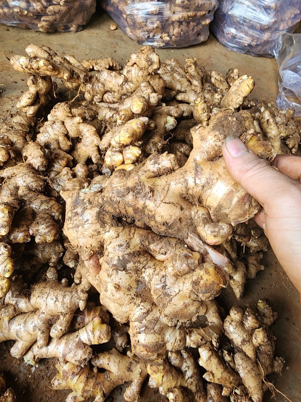 Cần tìm cước biển mặt hàng Gừng tươi đi Ấn Độ