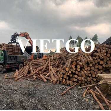 Cơ hội hợp tác xuất khẩu gỗ thông tròn tới thị trường Trung Quốc