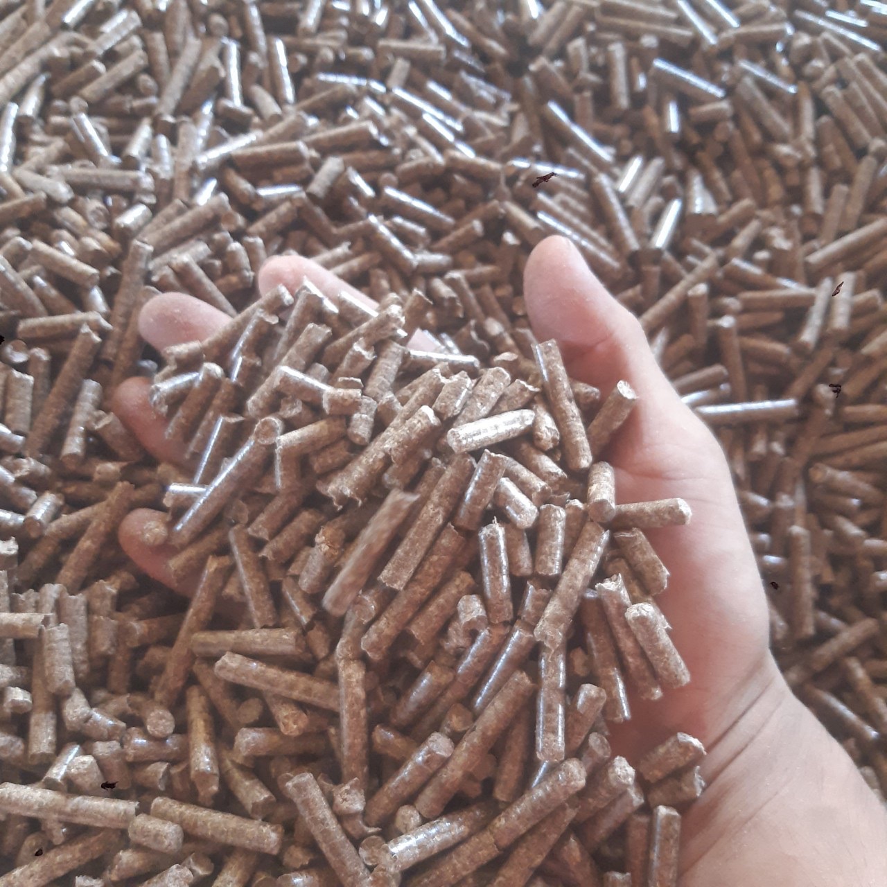 Cần tìm cước biển mặt hàng viên nén mùn cưa đi Hàn Quốc