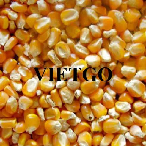 Thương vụ xuất khẩu ngô vàng đến thị trường Trung Quốc 