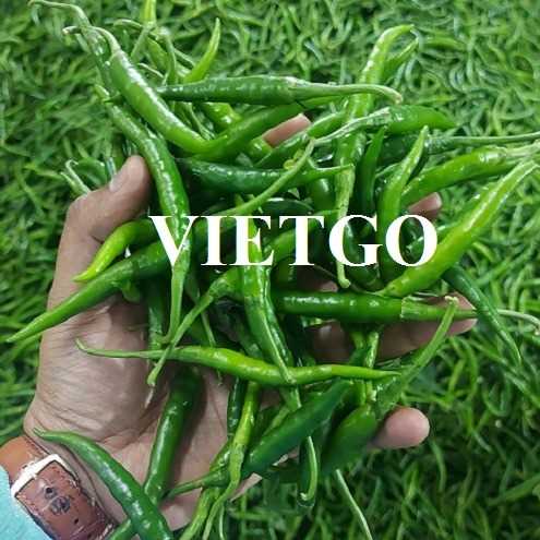 Cơ hội xuất khẩu ớt xanh đến thị trường Qatar