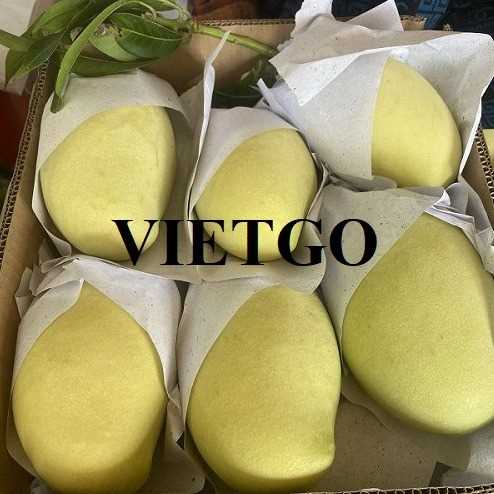 Cơ hội hợp tác xuất khẩu xoài tươi sang thị trường Ai Cập