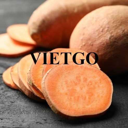 Cơ hội xuất khẩu khoai lang sang thị trường Mỹ