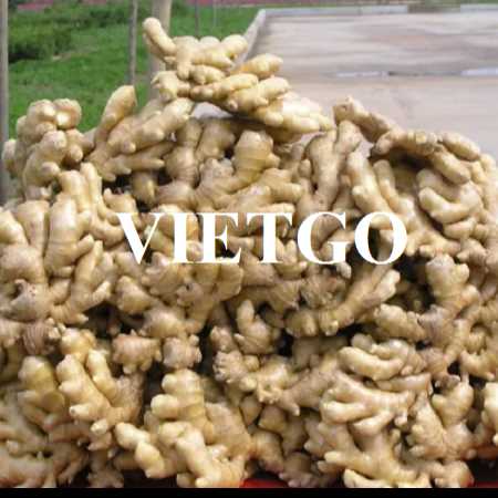 Thương vụ hợp tác xuất khẩu gừng tươi đến thị trường Bangladesh