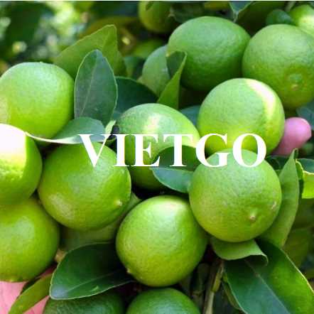 Cơ hội hợp tác xuất khẩu chanh xanh không hạt đến thị trường UAE