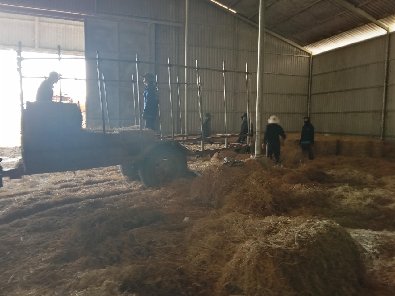 Xin báo giá vận tải hàng rơm cuộn khô
