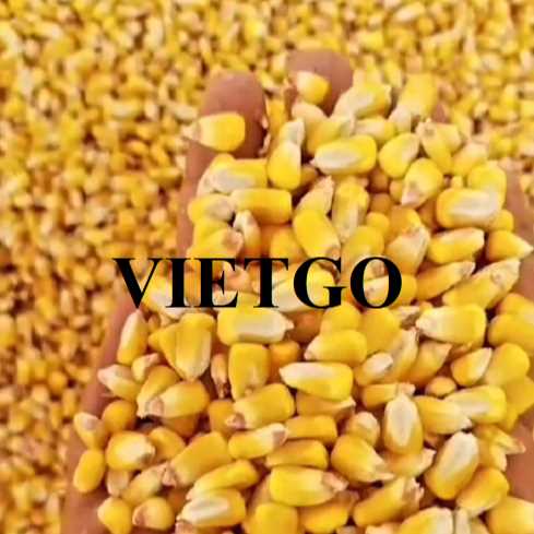 Cơ hội hợp tác xuất khẩu ngô vàng sang thị trường Indonesia