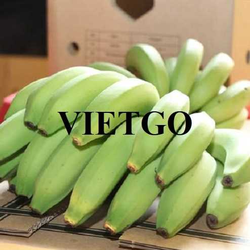 Thương vụ xuất khẩu chuối xanh cavendish sang thị trường Anh
