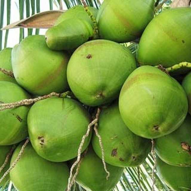 i need Coconut