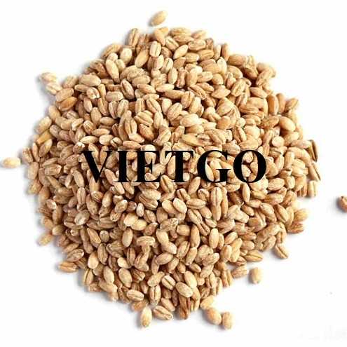 Cơ hội hợp tác xuất khẩu lúa mì sang thị trường Ý