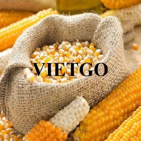 Cơ hội hợp tác xuất khẩu ngô vàng sang thị trường Ý
