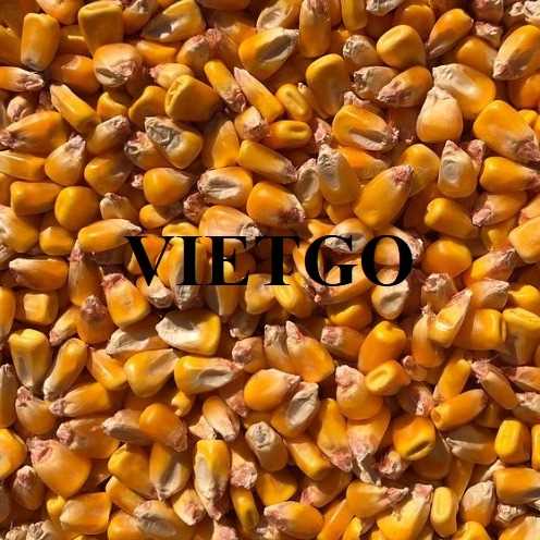 Thương vụ hợp tác xuất khẩu ngô đến thị trường Indonesia