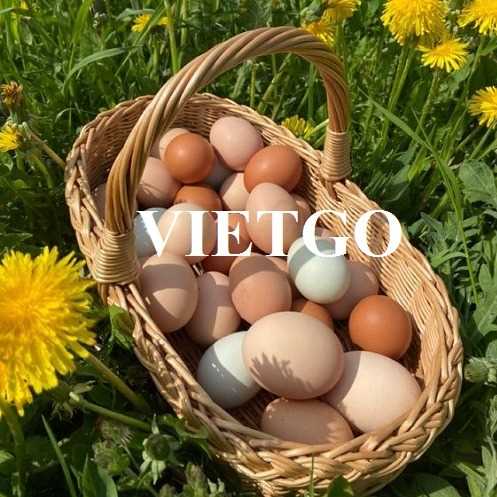 Thương vụ xuất khẩu trứng sang thị trường Qatar
