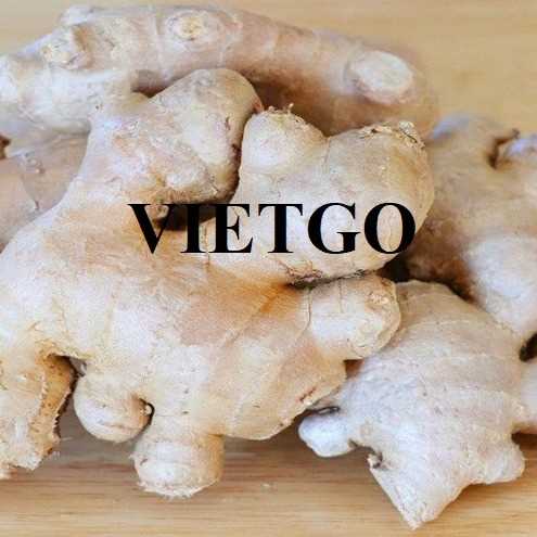 Thương vụ xuất khẩu gừng tươi sang thị trường Sri Lanka