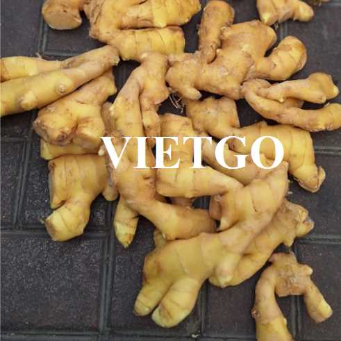Cơ hội hợp tác xuất khẩu gừng tươi tới thị trường UAE  