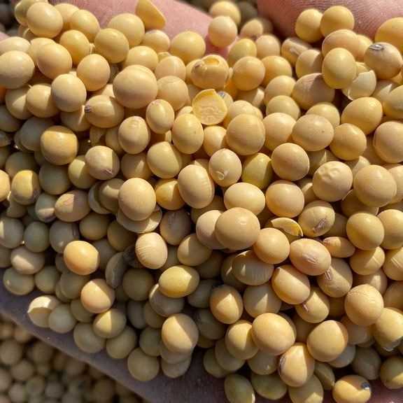 I am looking for soybean meal