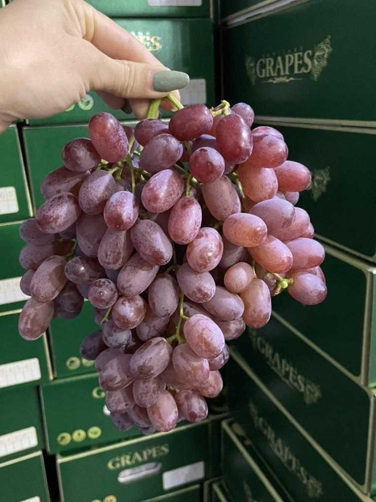 I AM LOOKING FOR GRAPE