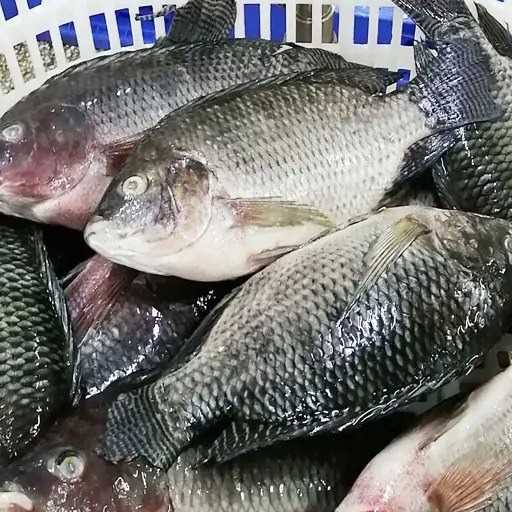 I AM LOOKING FOR TILAPIA