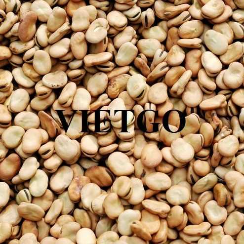 Cơ hội xuất khẩu đậu fava sang thị trường Trung Quốc