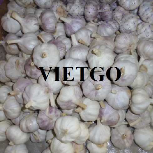 Thương vụ hợp tác xuất khẩu tỏi trắng đến thị trường Bangladesh