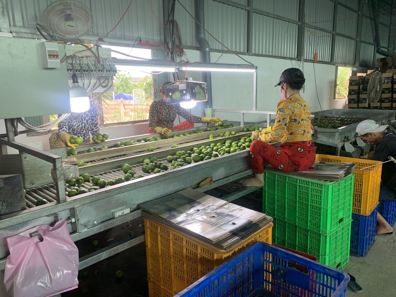 Cần tìm FWD vận tải báo giá cước hàng chanh đi Cảng Jebel Ali hoặc Sân bay Quốc tế Dubai, UAE