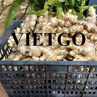 Thương vụ hợp tác xuất khẩu gừng tươi sang thị trường Bangladesh