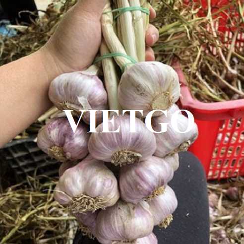 Cơ hội hợp tác xuất khẩu tỏi trắng sang thị trường Ấn Độ